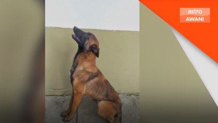 Wira empat beradik hilang di Hutan Amazon masih gagal ditemui