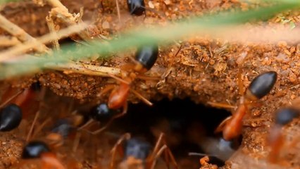 Ants Nest Building Techniques I Ants Hill