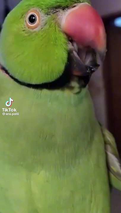 Indainringneck copy a cat