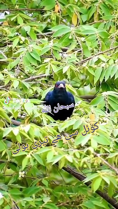 Black quail singing
