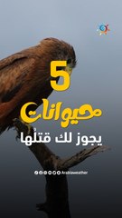 5 حيوانات يجوز لك قتلها وانت بالحرم