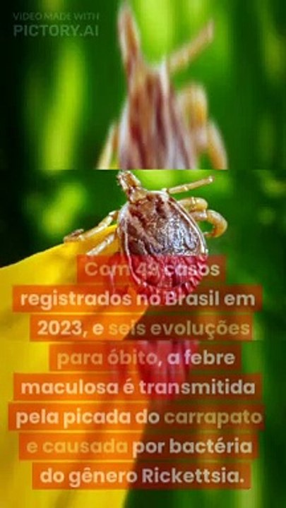 Agência Brasil | Rocky Mountain spotted fever & symptoms #shorts #viral #viralvideo  #brazil