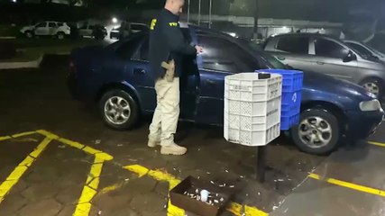 Sobrinho é suspeito de furtar o carro da tia em Corbélia após visita; PRF recuperou o veículo na BR-369