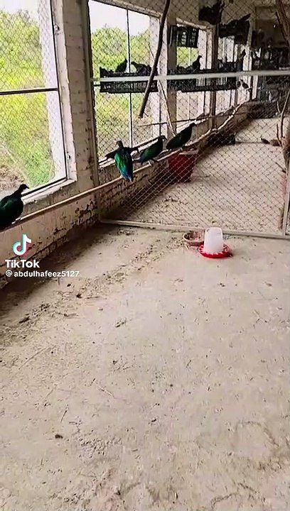 Fancy pigons