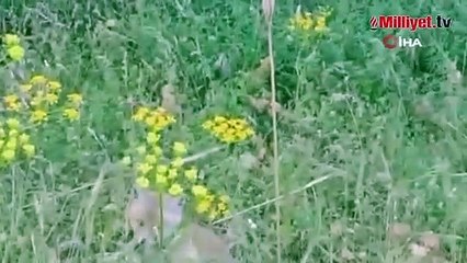 Zehrine aldırmadı, boyundan büyük işe kalkıştı