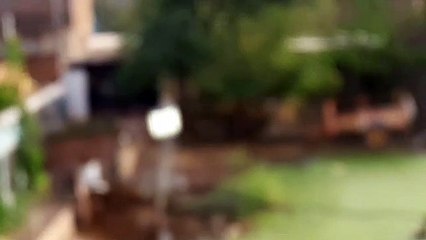 दिन में जल रही स्ट्रीट लाइट, बिजली खपत की नहीं परवाह