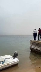 Mısır'da turist öldüren köpekbalığı mumyalanacak