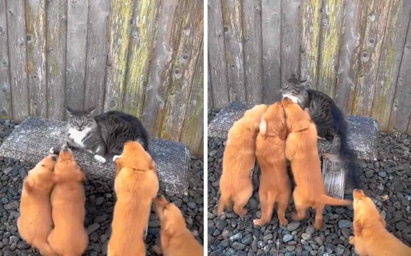 Vídeo hilário: gato destemido enfrenta um ataque de filhotes fofos de golden retriever