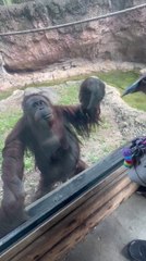 Orangutan uses hand signals to ask a visitor to give her some sweets