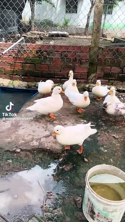 Cute ducks
