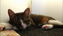 Playing Is the Favorite Hobby of this Cat (7)