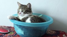 The Cat in the Bowl