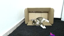 This Funny Cat Loves Boxes (4)