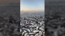 Aparecen miles de peces muertos en Texas