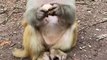 #fyp  Can't bite the egg and throw it directly#monkey#animalworld#pet#fyp