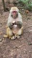 #fyp  Can't bite the egg and throw it directly#monkey#animalworld#pet#fyp