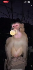 #fyp  Another bottle blowing expert#monkey#cute#pet#animal#fyp