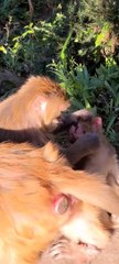 #fyp  Bad mother, buckle the monkey's eye beads#monkey#cute#pet#animal#fyp