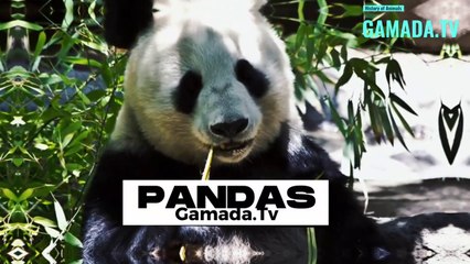 Pandas: A symbol of the protection of endangered nature