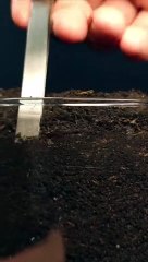 Corn growing time lapse