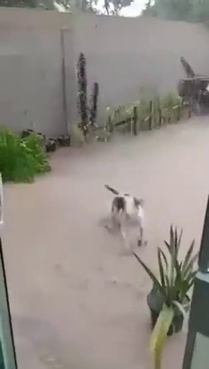 How arrival of monsoon is celebrated in India!!! Short video.