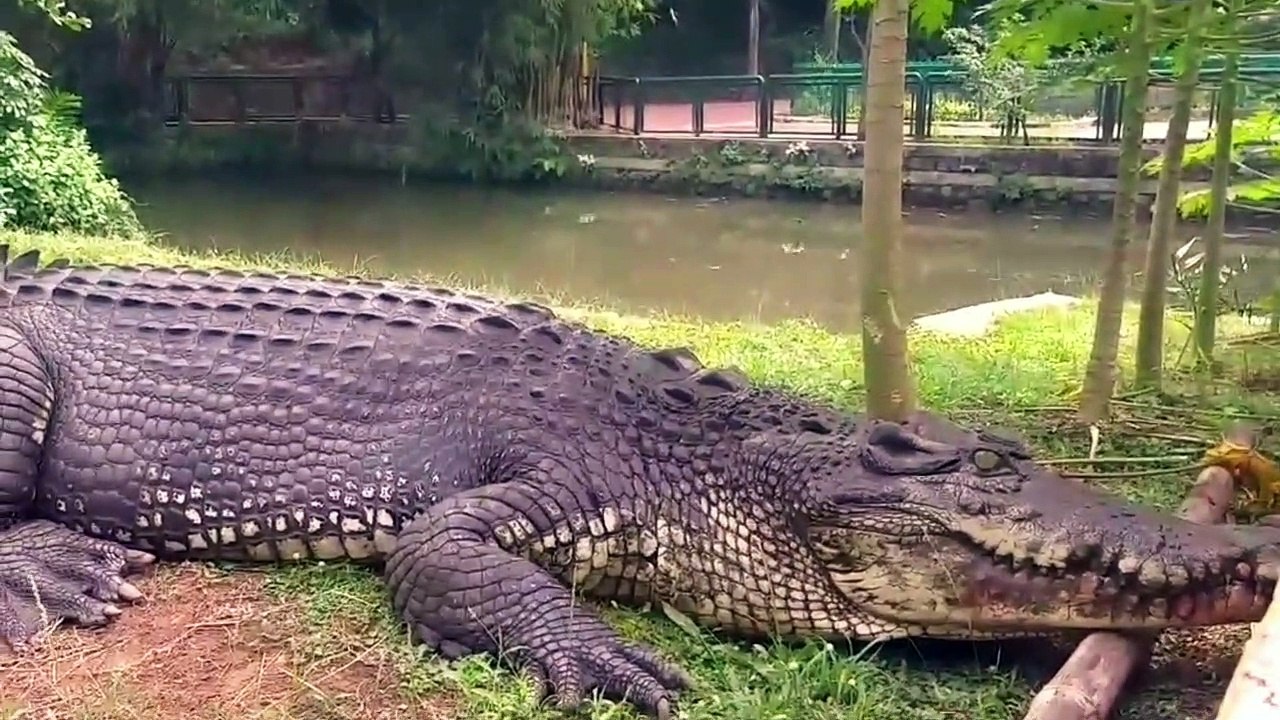 The Oldest Crocodile in the World