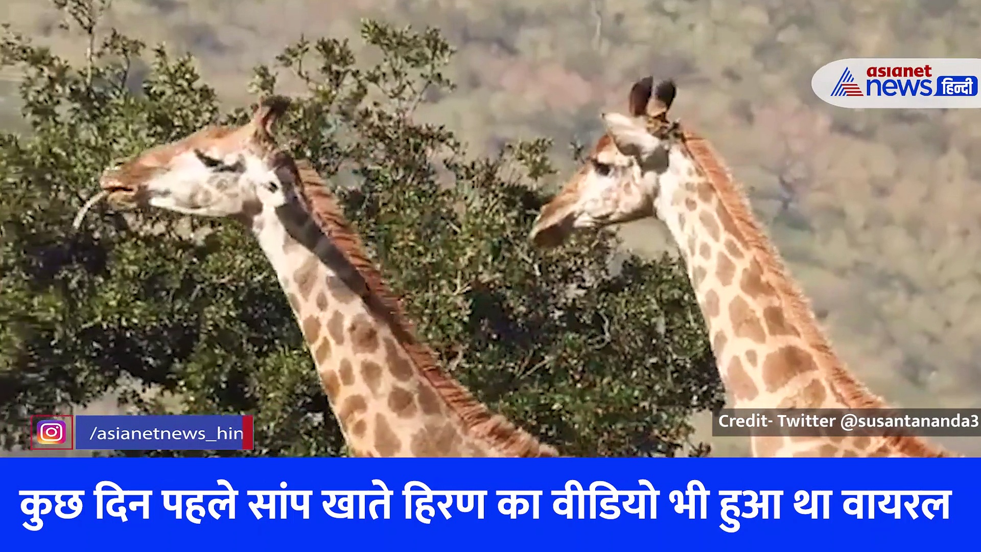 'घोर कलयुग है' हड्डी चबाते जिराफ का वीडियो हुआ वायरल, देखने वालों का चकरा गया दिमाग