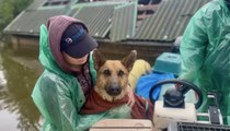 Ukraine: Volunteers risk lives to save over 150 animals trapped by Kherson floods after dam destruction
