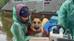 Ukraine: Volunteers risk lives to save over 150 animals trapped by Kherson floods after dam destruction