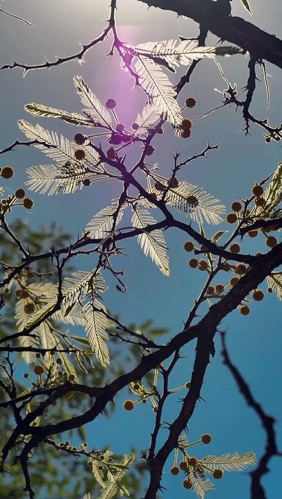 Tree With Yellow Flowers