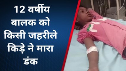 बैतूलः 12 वर्षीय बालक को जहरीले किड़े ने मारा डंक,गंभीर अवस्था में कराया भर्ती