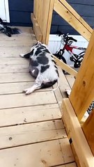 Sleeping Piggy Slides Off Stair