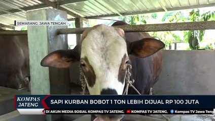 Sapi Kurban Bobot 1 Ton Lebih Dijual Rp 100 Juta