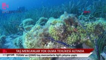 Çanakkale'deki taş mercanlar yok olma tehlikesiyle karşı karşıya