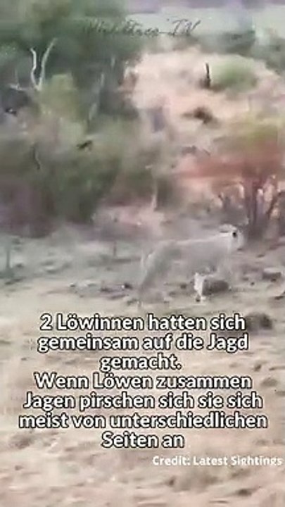 2 Löwinnen attackieren Riesen Büffel