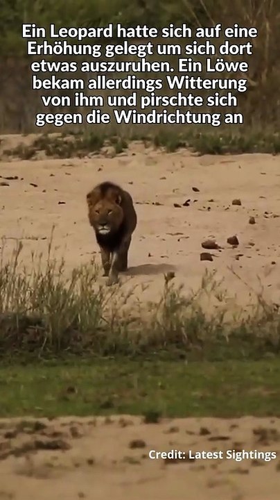 Löwe attackiert schlafenden Leoparden