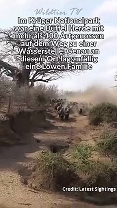 Löwen Familie attackiert riesige Büffel Herde