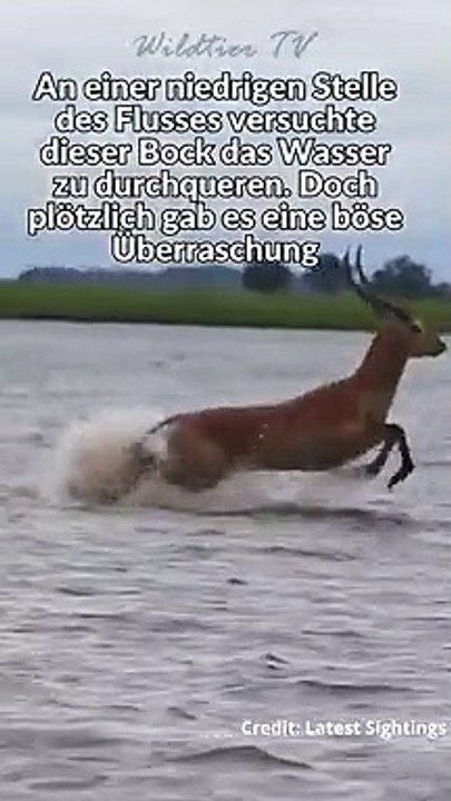 Riesen Krokodil Jagd Bock im Wasser