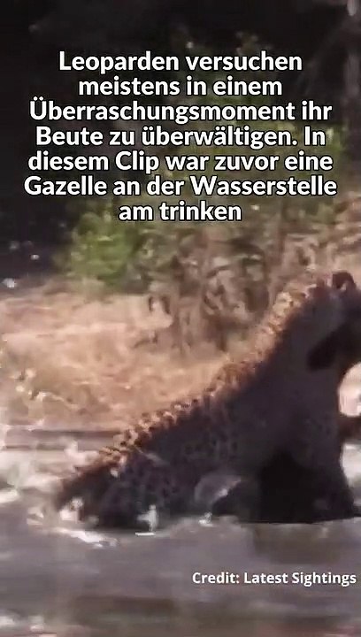 Hyäne Rettet Gazelle Vor Leoparden