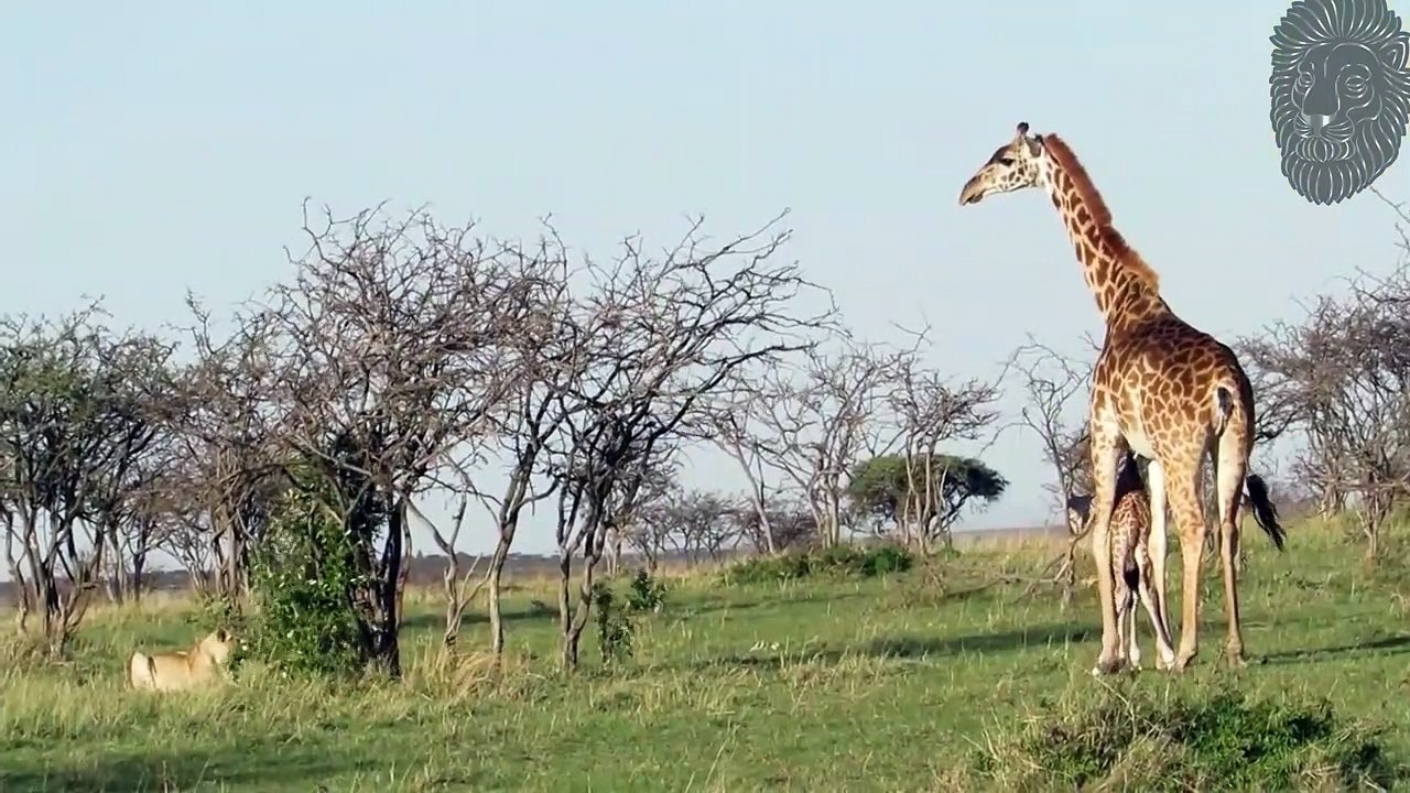 30 Gnadenlosesten Löwenangriffe, Die Mit Der Kamera Festgehalten Wurden