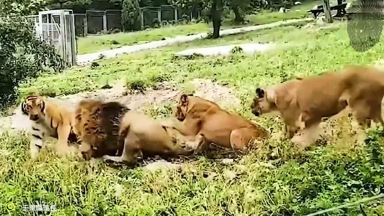 30 BRUTALE ANGRIFFE AUF LÖWEN - AUF KAMERA FESTGEHALTEN!
