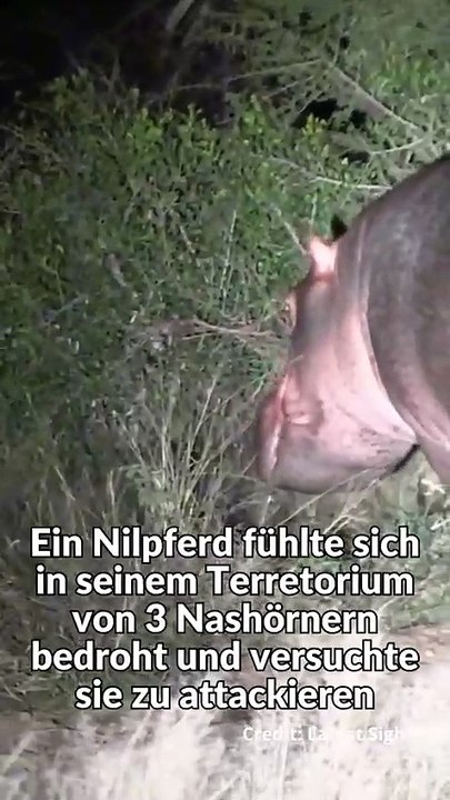 Flusspferd legt sich mit Falschen Nashorn an