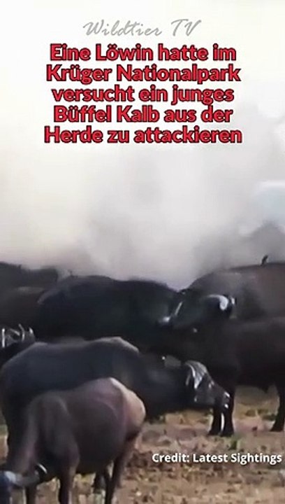 Büffel Herde rächt sich an Löwin