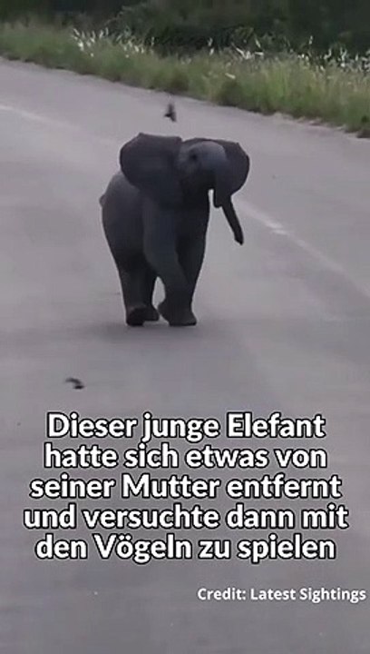 Baby Elefant spielt mit Vögeln im Nationalpark