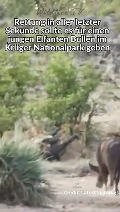 Büffel rettet Elefanten Kalb das Leben