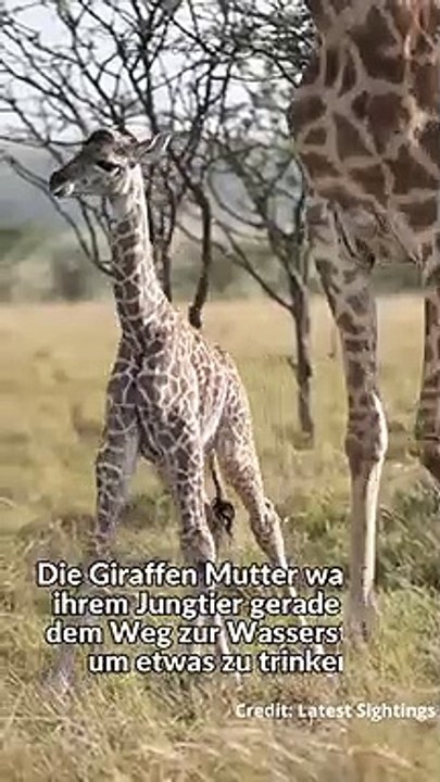 Giraffen Kalb kämpft gegen Löwin