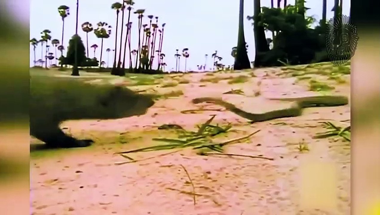 Diese Tiere Haben Sich Mit Dem Falschen Gegner Angelegt! (2)