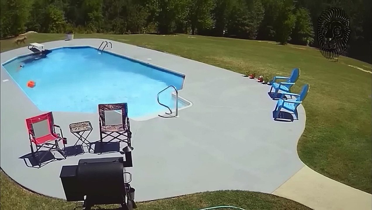 25 Tiere Haben Sich Mit Dem Falschen Gegner Angelegt!