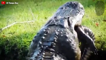 20 Schockierende Tierkämpfe, die Sie Nicht Glauben Werden 🐾