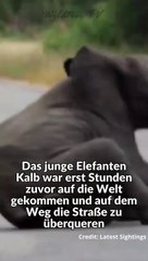 Elefanten Herde Rettet Kalb das Leben #shorts